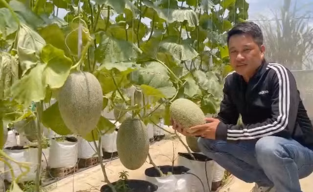 Anh Lê Duy Thanh kiểm tra vườn dưa lưới chuẩn bị thu hoạch