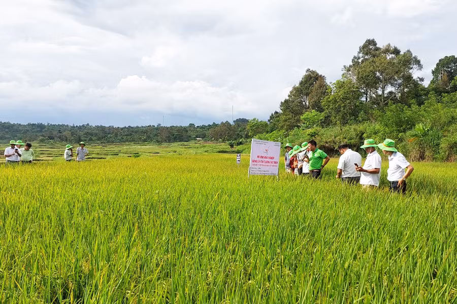 Tham quan mô hình trồng lúa TBR39. Ảnh: Nguyễn Diệp