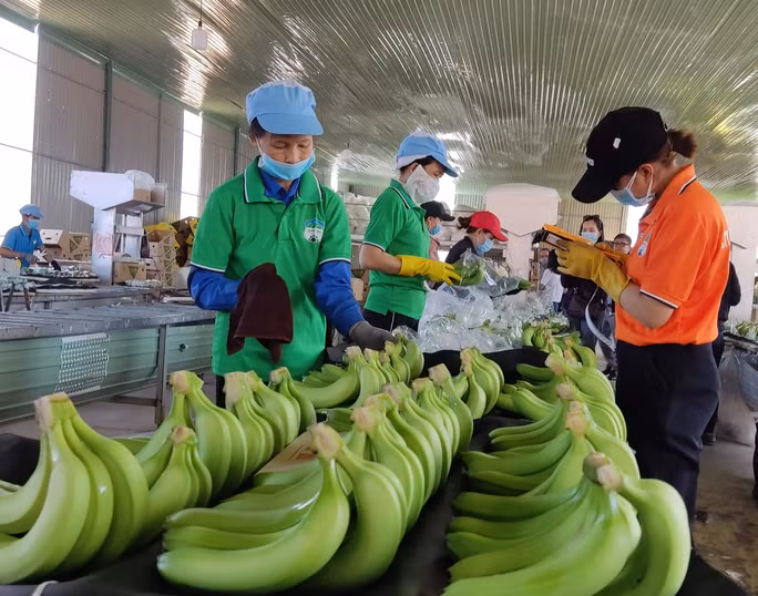 Sơ chế, đóng gói chuối tại HAGL
