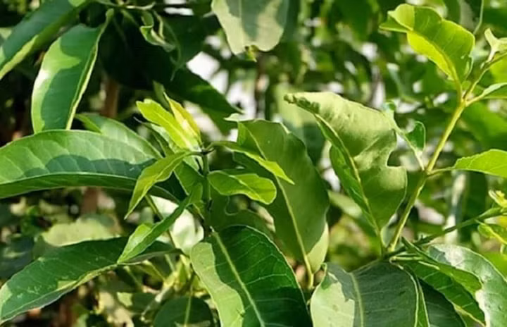 Nước lá vối là loại nước được nhiều người yêu thích nhưng không phải ai cũng biết tác dụng của lá vối Nước lá vối là loại nước được nhiều người yêu thích nhưng không phải ai cũng biết tác dụng của lá vối