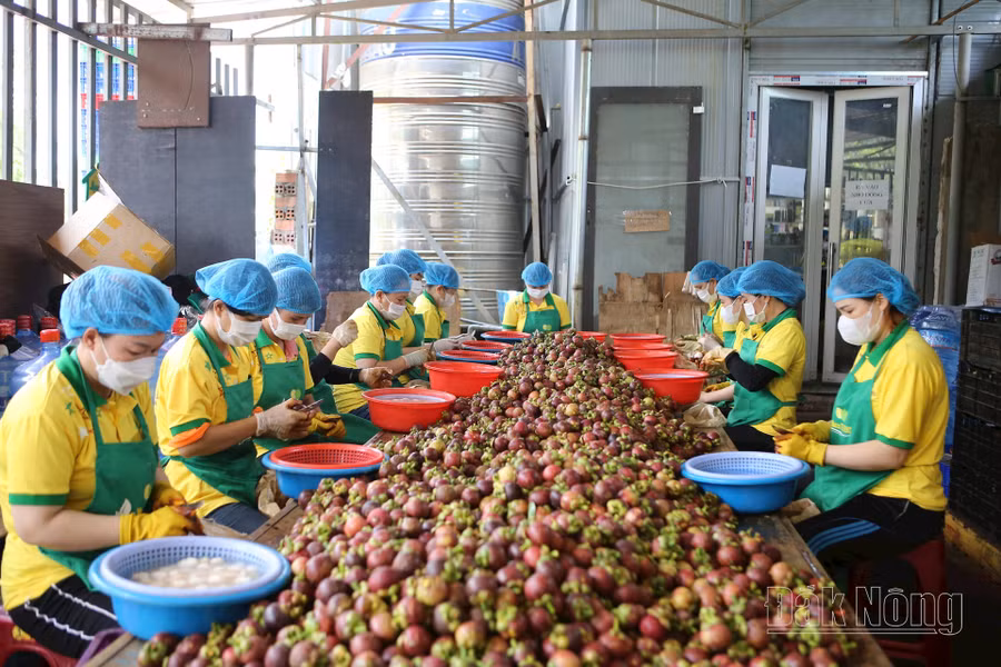 Nhu cầu về lao động phổ thông tại các doanh nghiệp chế biến của Đắk Nông rất lớn