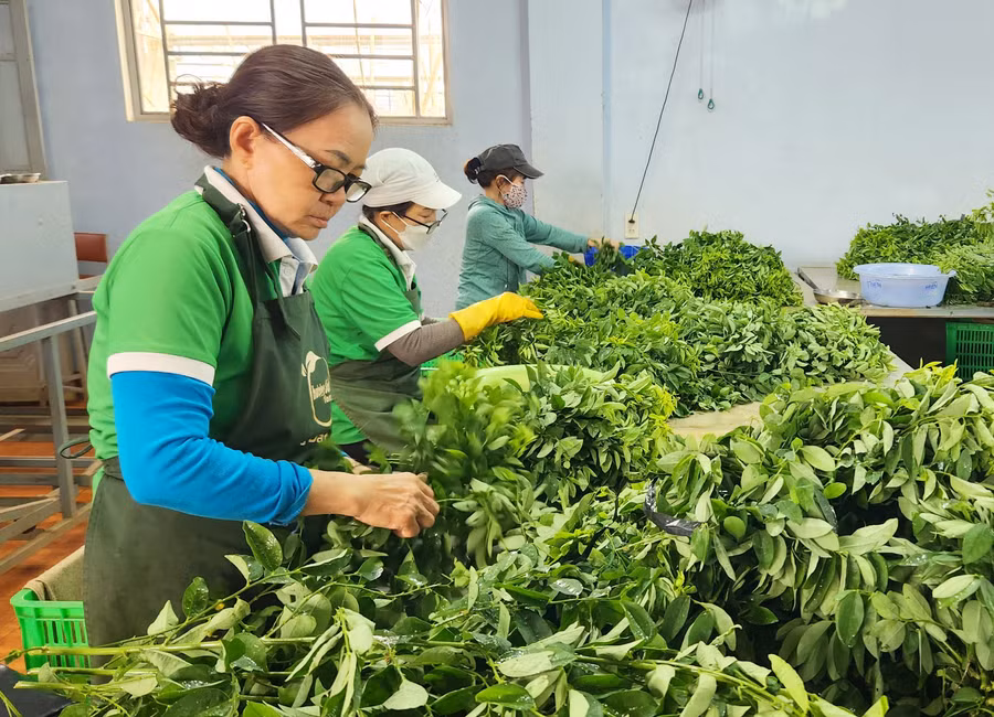 Sản xuất rau chất lượng cao tại Công ty TNHH một thành viên Hương Đất An Phú. Ảnh: N.D