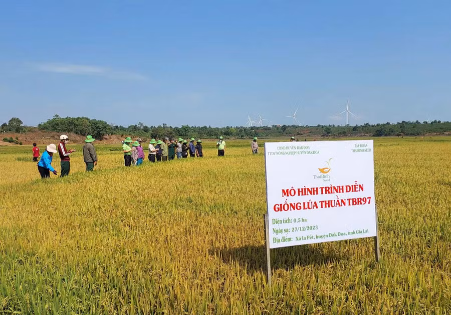 Người dân xã Ia Pết (huyện Đak Đoa) sẽ đưa giống lúa mới năng suất, chất lượng cao vào sản xuất vụ mùa 2024. Ảnh: N.D