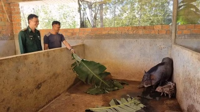 Nhờ nuôi lợn, kinh tế gia đình A Tuấn đã thay đổi rõ rệt
