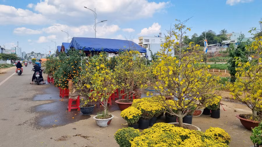 Giá hoa năm nay được cho là rẻ hơn so với mọi năm. Giá hoa năm nay được cho là rẻ hơn so với mọi năm.