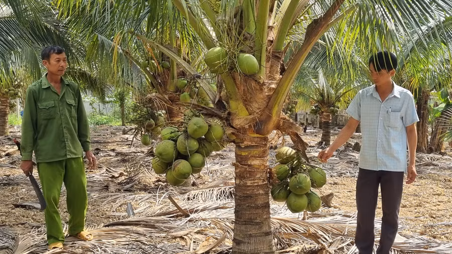 Ông Phan Trọng Hanh (bên trái) tiên phong đưa giống dừa xiêm dứa Bến Tre về trồng trên vùng đất Tú An. Ảnh: Hà Phương