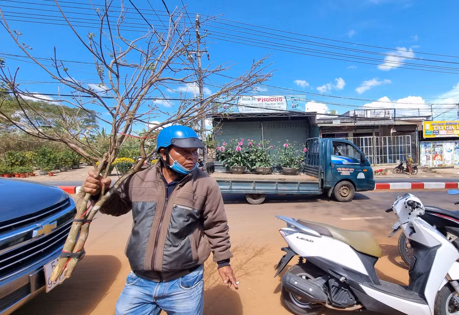 Do không khí lạnh kéo dài nên mai nở chậm hơn so với những năm trước. Rất nhiều cành đang ôm ấp những nụ hoa chờ Tết đến.