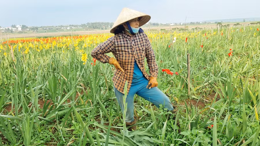 Bà Đào Thị Phương (thôn 5, xã Trà Đa) tiếc nuối nhìn đám hoa nở sớm. Ảnh: H.P