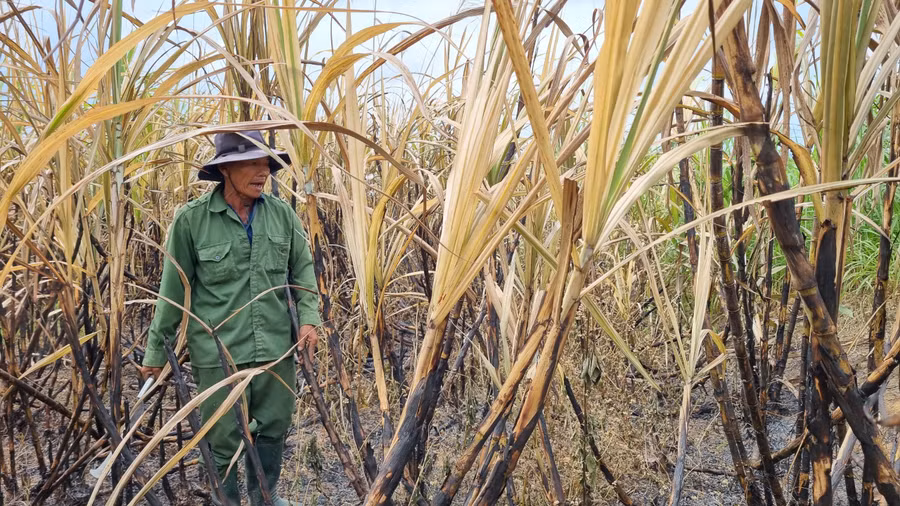 Ông Nguyễn Mẫn buồn bã bên ruộng mía của gia đình bị cháy rụi. Ảnh: Hà Phương