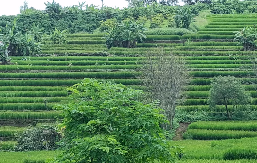 Những thửa ruộng bậc thang xanh ngát tại làng Kol, xã Trang, huyện Đak Đoa.