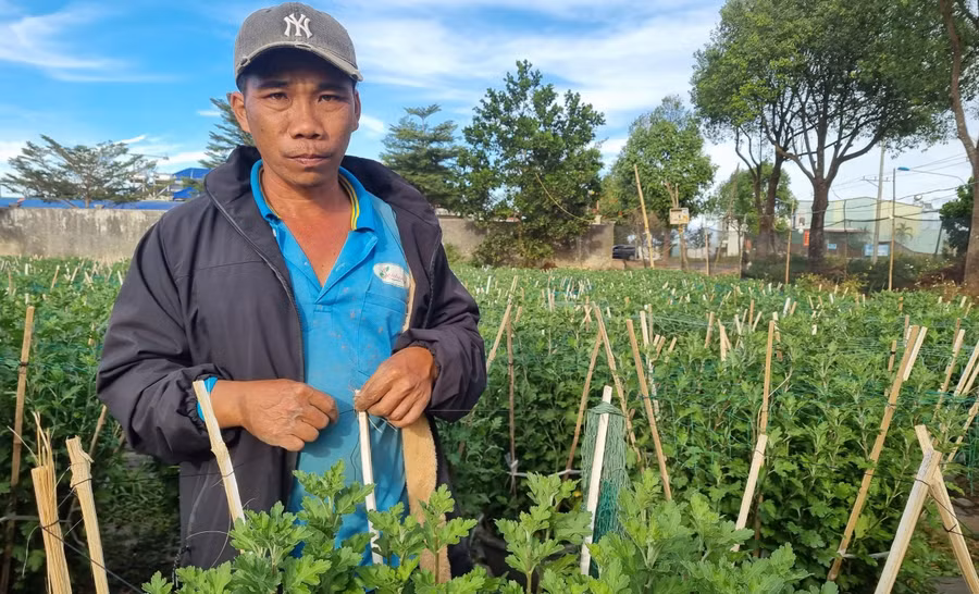 Anh Nhơn bộc bạch: “Năm nay, thời tiết rất thuận lợi, bắt đầu từ đầu tháng 7 Âm lịch tôi xuống giống trồng gần 500 chậu hoa cúc pha lê. Hiện vườn hoa của tôi thương lái đã đặt cọc để mua hết rồi, giờ gia đình chỉ chăm sóc đến thời điểm thì giao cho khách. Trung bình mỗi chậu hoa cúc tôi bán cho thương lái với giá từ 220-320 ngàn đồng”.