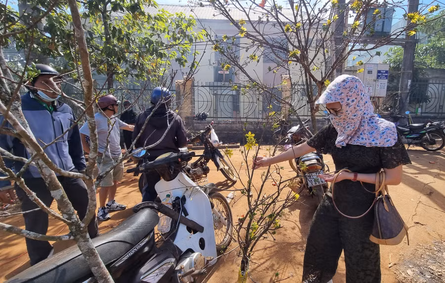 Mai vàng được yêu thích khi ra hoa đúng vào những ngày Xuân.