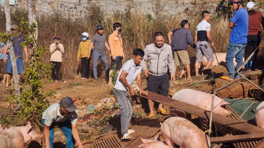 Người dân hỗ trợ tài xế lùa đàn heo lên xe "quá giang" về nơi tập kết. Ảnh: K.P