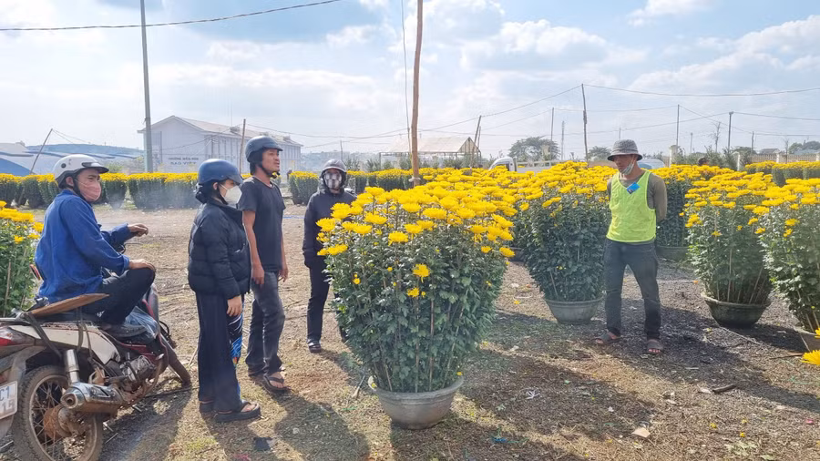 Những người bán hoa cây cảnh chấp nhận đón cái Tết muộn để mong kiếm thêm thu nhập. Những người bán hoa cây cảnh chấp nhận đón cái Tết muộn để mong kiếm thêm thu nhập.
