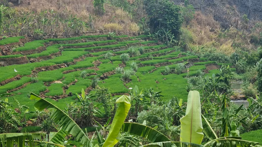 Ngoài ra, du khách còn có thể ngắm nhìn thửa ruộng bậc thang xanh ngát gần con thác.