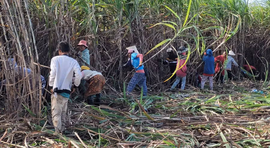 Nông dân Lào thu hoạch mía (ảnh nhân vật cung cấp).