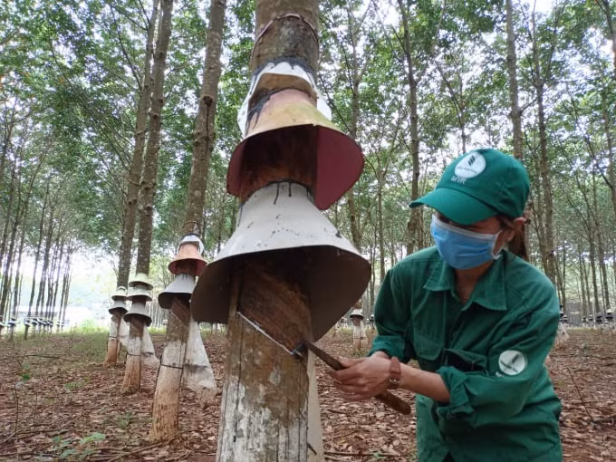 Công nhân tiến hành cạo mủ cao su. Ảnh: Đinh Yến