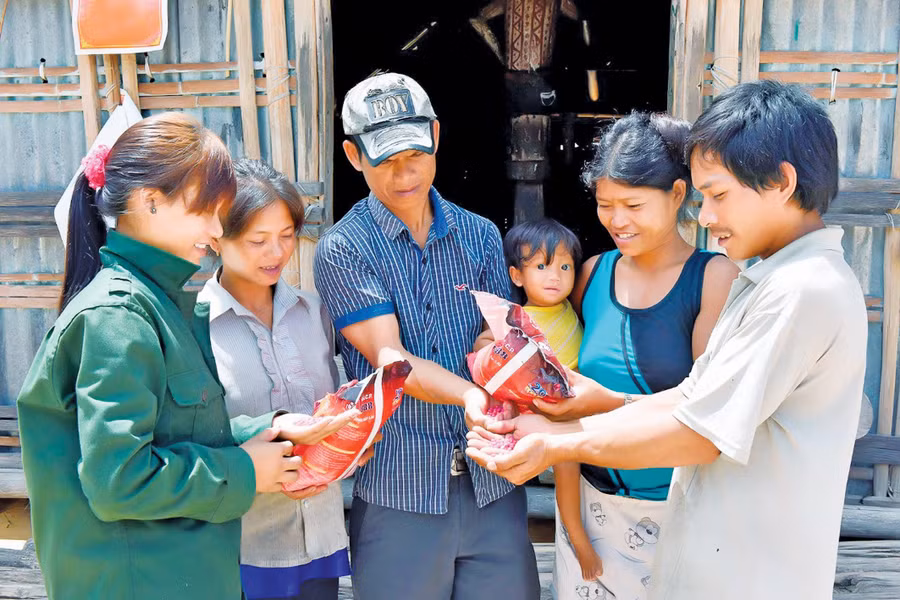 Cán bộ Công ty cổ phần Kinh doanh và Phát triển Miền núi Gia Lai hướng dẫn người dân sử dụng hạt giống cây trồng mới. Ảnh: Đ.T