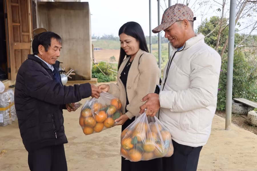 Khách tham quan, hái cam sạch mang về làm quà tết cho người thân. Ảnh: HỮU PHÚC