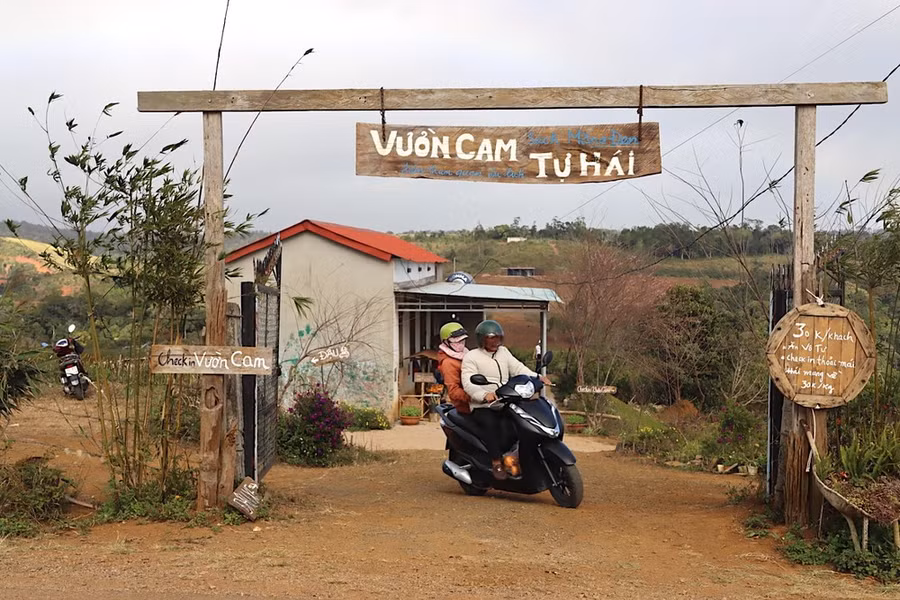 Cao điểm, vườn cam thu hút 400 khách đến tham quan mỗi ngày. Ảnh: HỮU PHÚC