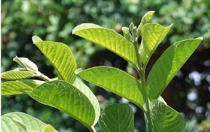 Lá ổi có nhiều tác dụng đối với sức khỏe nếu dùng đúng cách. Ảnh minh họa Lá ổi có nhiều tác dụng đối với sức khỏe nếu dùng đúng cách. Ảnh minh họa