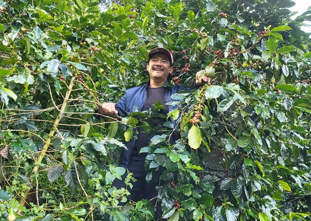 Anh Sử hái cà phê chín trên Đồi 1600