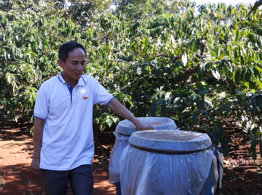 Nông dân đã tận dụng các phụ phẩm nông nghiệp để ủ phân bón cho cây, góp phần tái tạo đất, từng bước hình thành phương thức sản xuất theo hướng tuần hoàn. Ảnh: Quang Tấn
