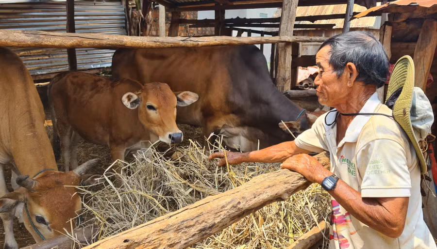 Người dân làng Groi (xã Kon Thụp) phát triển chăn nuôi để tăng thu nhập. Ảnh: Nguyễn Hồng