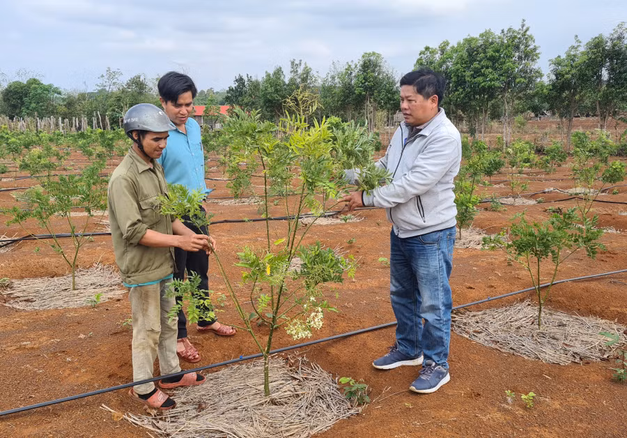 Nông dân làng Ktu (xã Kon Chiêng) chuyển đổi diện tích mì kém năng suất sang trồng cây hoa hòe để nâng cao thu nhập. Ảnh: Phạm Ngọc