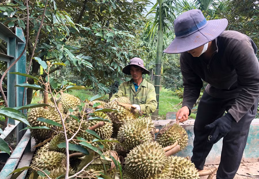 Người dân Gia Lai thu hoạch sầu riêng niên vụ năm 2023. Ảnh: L.N Người dân Gia Lai thu hoạch sầu riêng niên vụ năm 2023. Ảnh: L.N