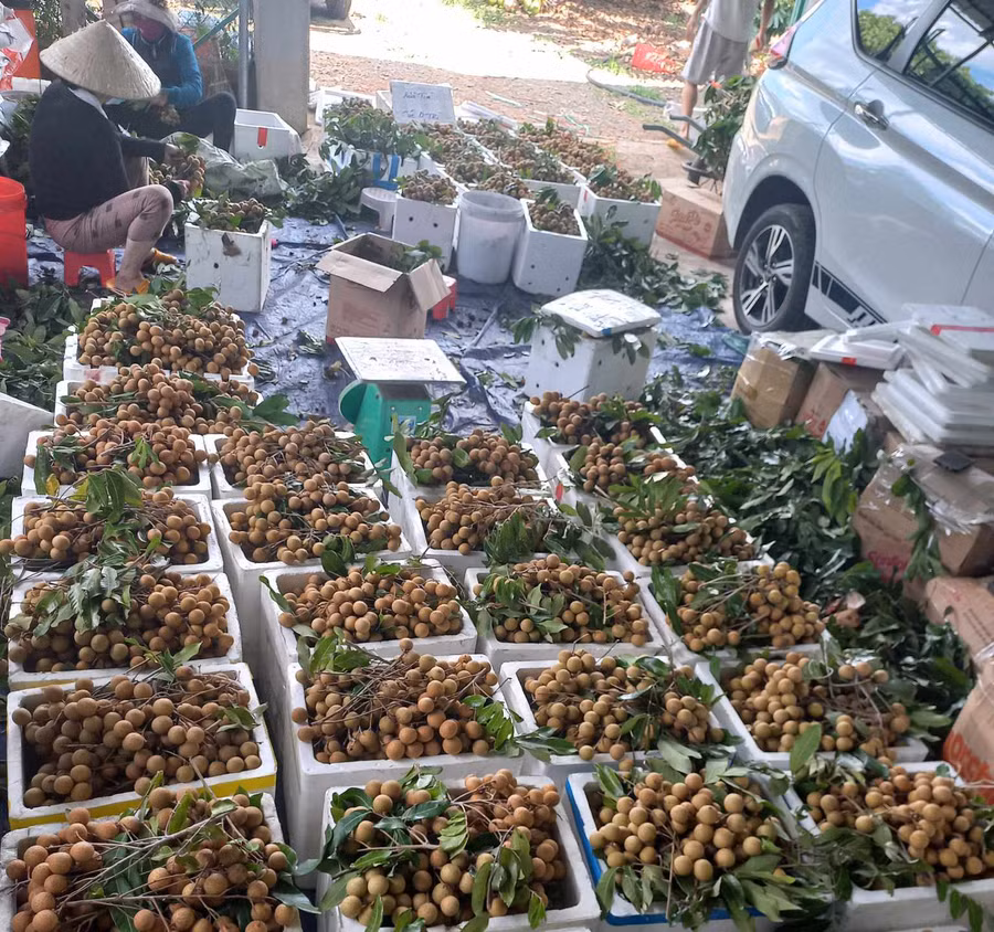 Nhân công đóng gói quả nhãn để xuất bán cho khách hàng. Ảnh: N.S Nhân công đóng gói quả nhãn để xuất bán cho khách hàng. Ảnh: N.S
