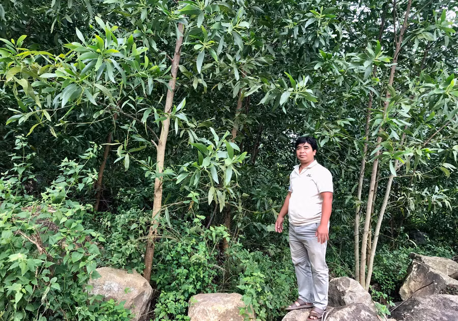 Anh Đinh Văn Cao bên rừng keo của gia đình phát triển tốt. Ảnh: L.N