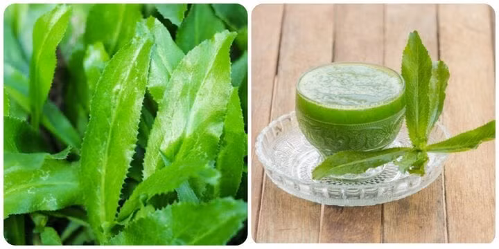 Nước lá ngò gai rất tốt cho sức khoẻ.