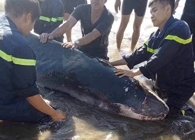 Phần đầu cá có nhiều vết thương Phần đầu cá có nhiều vết thương