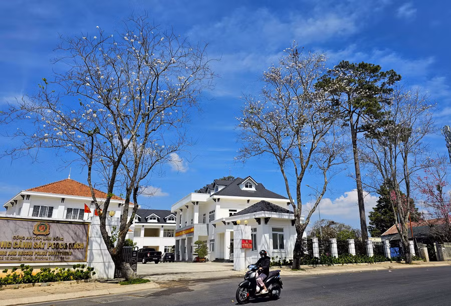 Đầu xuân, bên cạnh sắc hồng của mai anh đào và phượng tím, hoa ban trắng cũng góp phần giúp cho Đà Lạt trở nên thơ mộng hơn trong mắt người yêu thành phố này. Ban trắng được trồng dày trên đường Quang Trung, đoạn từ Phòng cảnh sát PCCC tỉnh Lâm Đồng đến giao lộ Trần Qúy Cáp và rải rác vài nơi.