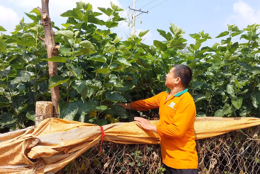 Ông Nguyễn Xuân Kính (làng O Pếch, xã Ia Pếch, huyện Ia Grai) bên vườn dâu xanh tốt phục vụ nuôi tằm. Ảnh: N.D