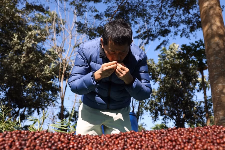 Ông Lê Đình Tư, chủ trang trại Aeroco Coffee, thành phố Buôn Ma Thuột, kiểm tra chất lượng cà phê đặc sản. Ảnh: Tuấn Anh/TTXVN