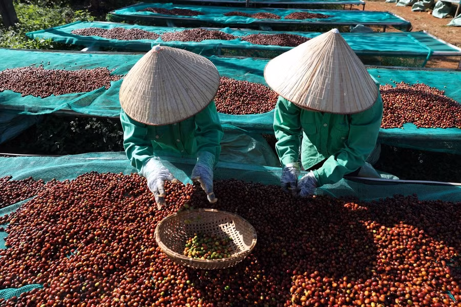 Nhân công loại bỏ trái càphê xanh để đảm bảo nguyên liệu làm càphê đặc sản. Ảnh: Tuấn Anh/TTXVN
