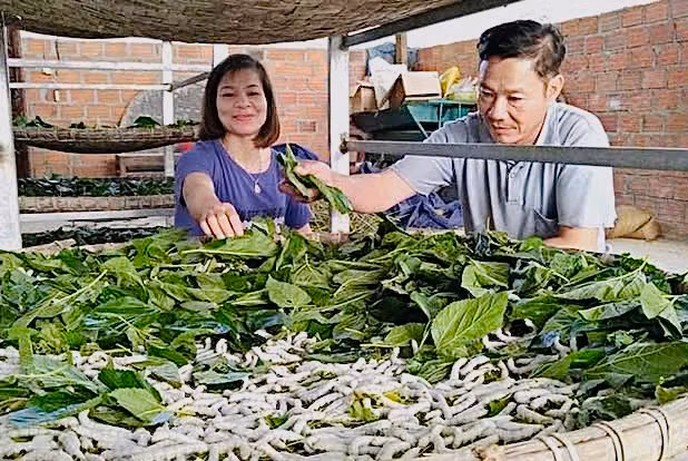 Gia đình ông Trần Bá Chiến (thôn Phú Bình) có thu nhập ổn định nhờ trồng dâu nuôi tằm. Ảnh: H.T