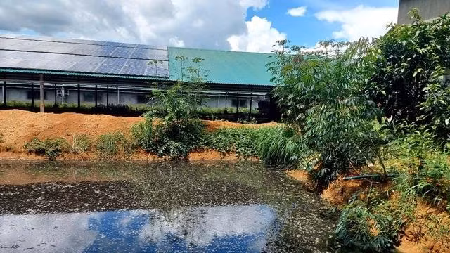 Công ty CP Phát triển năng lượng Kon Tum lắp đặt ống nhựa dài khoảng 92 m từ hầm chứa nước thải ra con suối gần đó