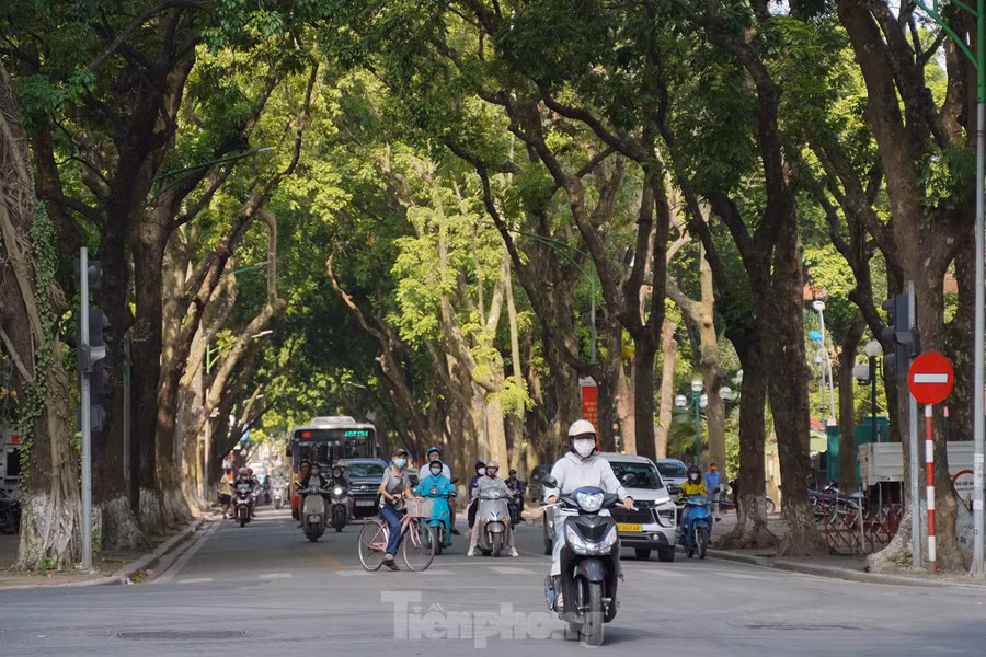 Sau khi bão đi qua, các cây bị gãy đổ đã được dọn sạch và cắt tỉa lại. Màu xanh và vẻ đẹp cổ kính của con phố này được 'hồi sinh'.