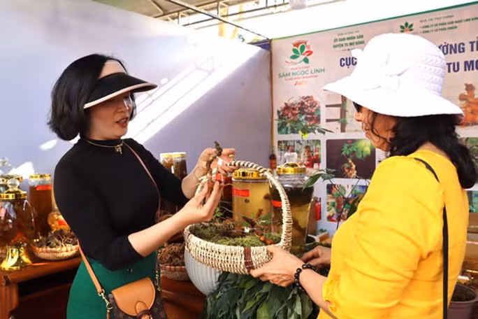Khách tham gia phiên chợ được tư vấn cách phân biệt sâm Ngọc Linh với các loại củ khác. Khách tham gia phiên chợ được tư vấn cách phân biệt sâm Ngọc Linh với các loại củ khác.