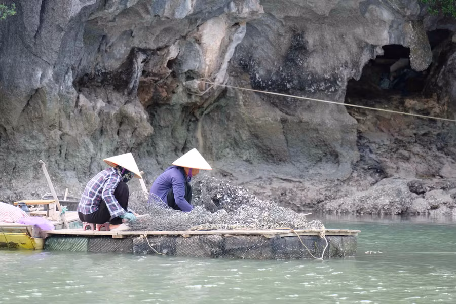 Hàng ngày, tại làng chài vẫn có nhiều ngư dân đánh bắt thủy sản nhỏ lẻ vừa tạo kế sinh nhai, vừa là trình diễn phục vụ du khách