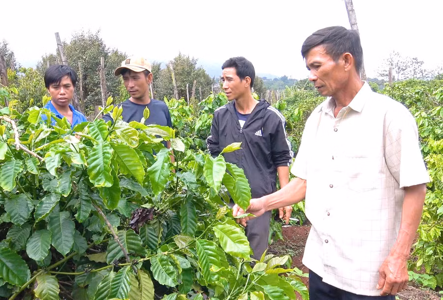 Huyện Chư Prông đang đẩy mạnh ứng dụng khoa học công nghệ trong sản xuất nông nghiệp. Ảnh: N.H