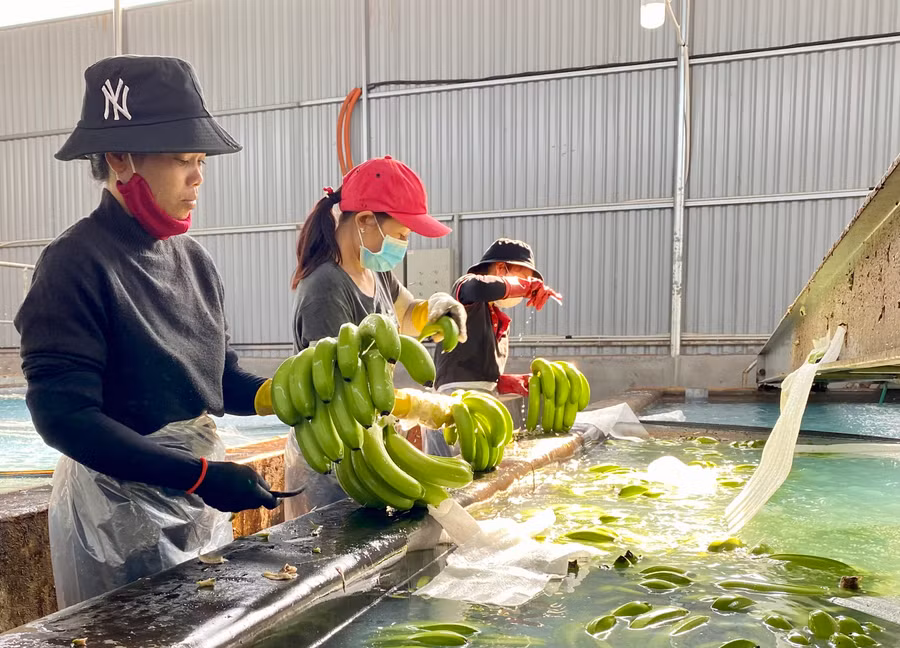 Sơ chế chuối tại Công ty cổ phần Nông nghiệp công nghệ cao Hưng Sơn. Ảnh: Hà Duy