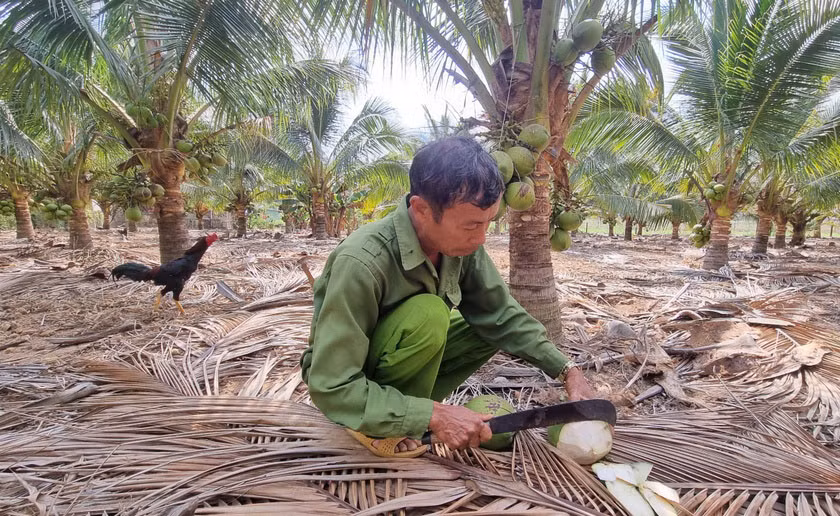 Vườn dừa xiêm dứa đem lại thu nhập ổn định cho gia đình ông Phan Trọng Hanh. Ảnh: Hà Phương