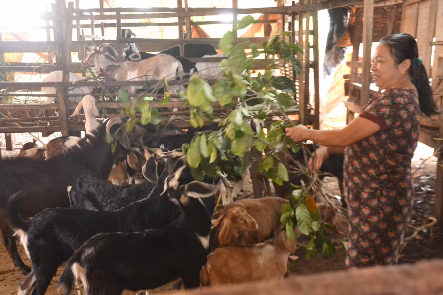 Bà Lê Thị Hoa (làng Phun Thanh, xã Ia Băng, huyện Chư Prông) chăm sóc đàn dê của gia đình. Ảnh: Hoàng Cư