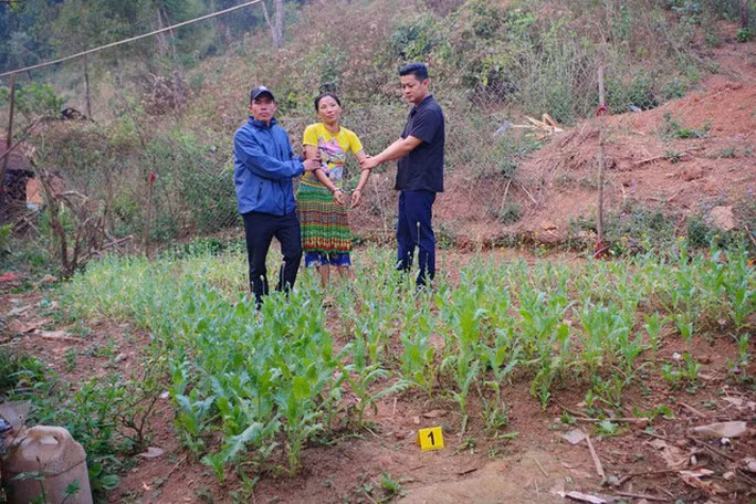 Người phụ nữ trồng gần 600 cây thuốc phiện trong vườn - Ảnh 1. Hạng Thị Cá trồng cây thuốc phiện trong vườn nhà. Ảnh: Công an cung cấp