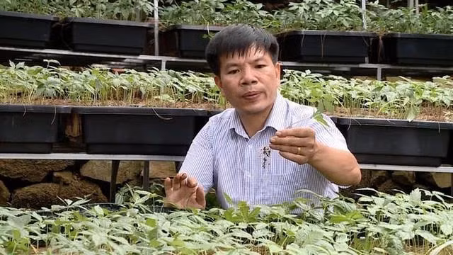 TS Phạm Quang Tuyến cho rằng thiếu vốn là vấn đề thật sự đối với mục tiêu phát triển sâm quy mô lớn