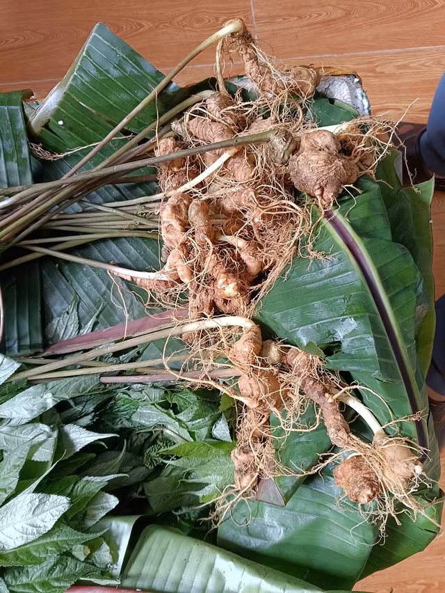 Giống sâm Lai Châu từ Trung Quốc tuồn về VN có thể biến thành sâm trồng tại Lai Châu Giống sâm Lai Châu từ Trung Quốc tuồn về VN có thể biến thành sâm trồng tại Lai Châu